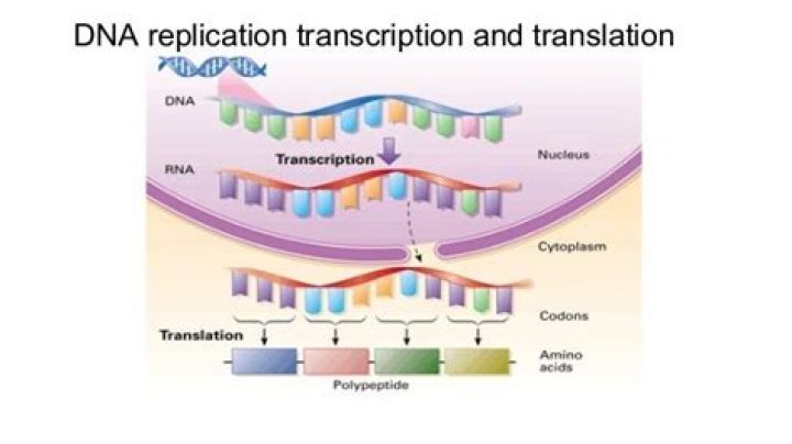 2.7 DNA Replication, Transcription, Translation The Biology Classroom