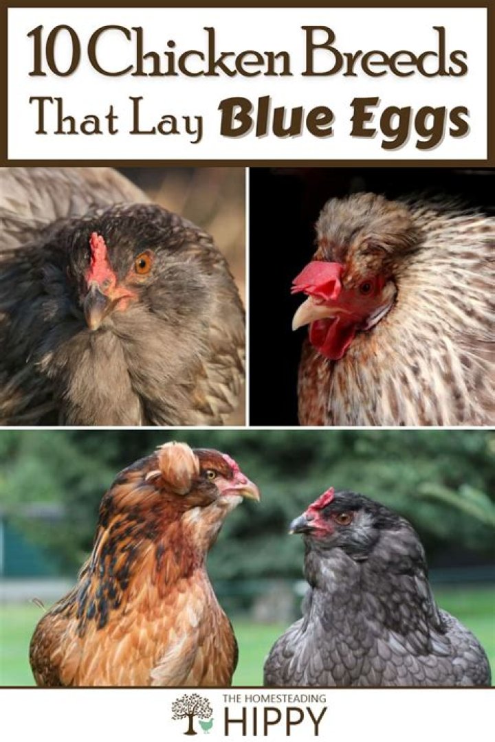A Breed With Extraordinary Blue Eggs And More