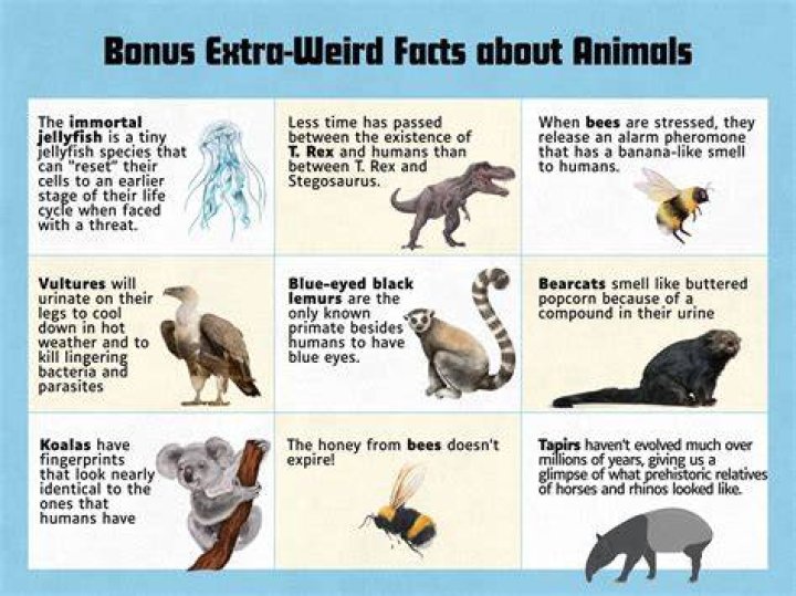 All The Facts You Need To Know About Ted DiBiase's Wife