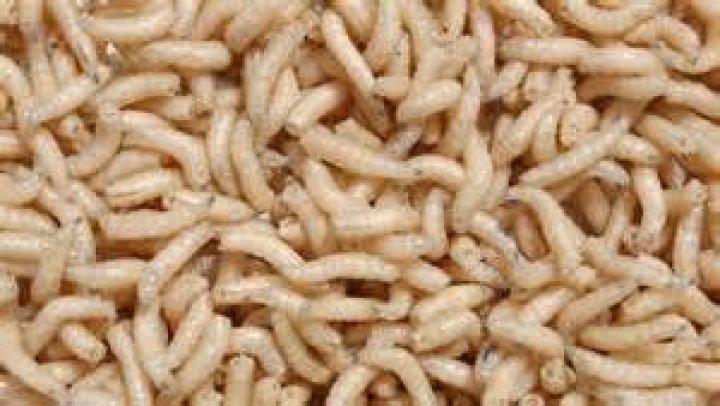 Are dead maggots good for fishing?