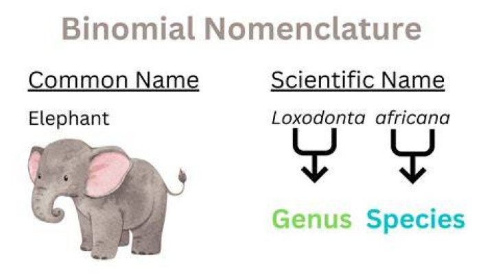 Binomial Nomenclature Examples Of Animals