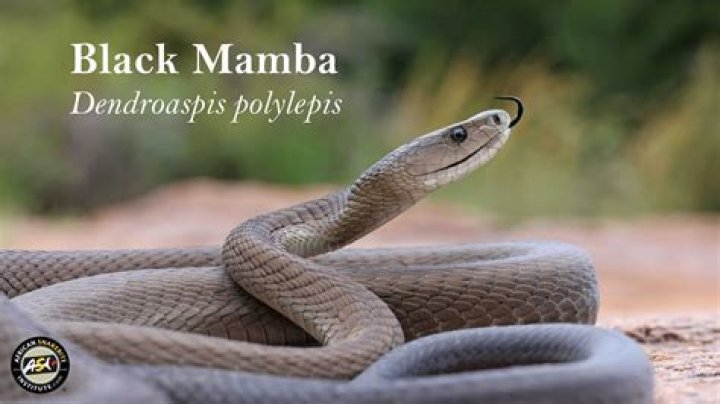 BLACK MAMBA &mdash; favorite artists (3/?) Peter Gene Hernandez aka...