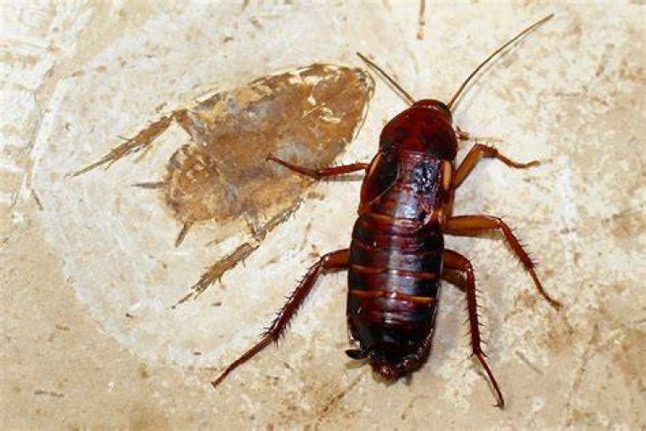 Can cockroaches scream? - BlogInfo
