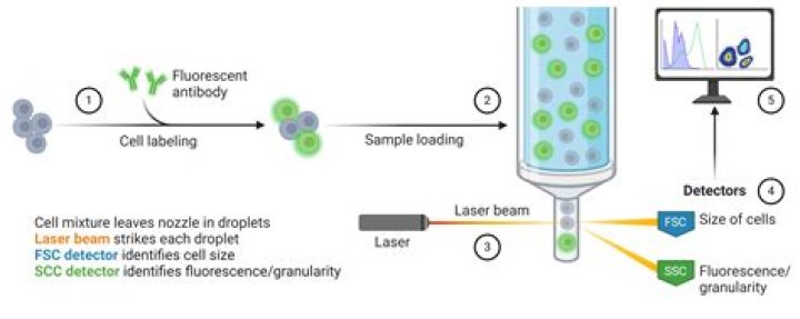Can flow cytometry detect antibodies?