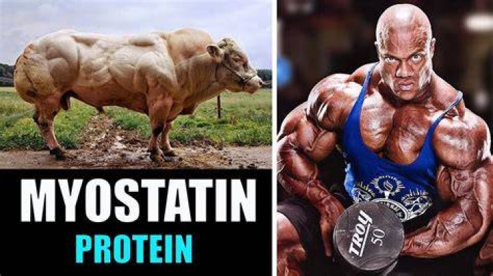 Can humans have myostatin deficiency?