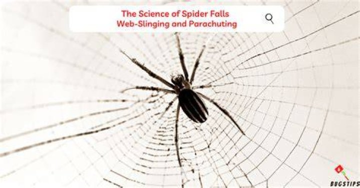 Can Spider die from falling?