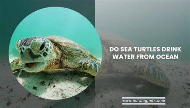 Can turtles drink salt water?