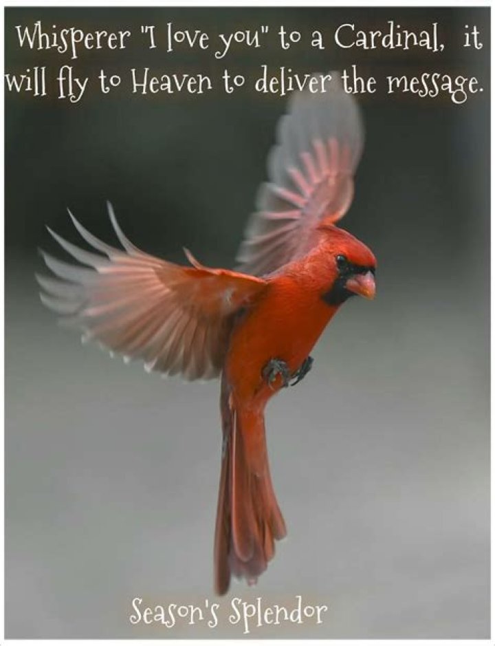 Cardinal Bird Quote / Red Cardinal Bird Quotes Birds Pinterest