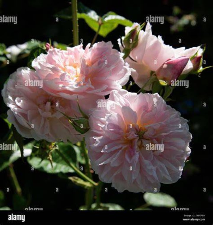 Compartilhar 72+ imagem rosa elizabeth doherty br.thptnganamst.edu.vn