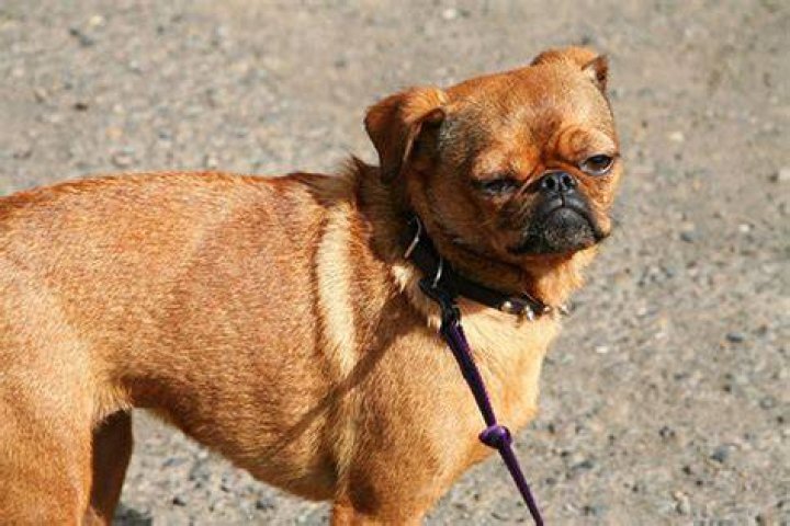 Cool cross breeds Gublog Gudog UK blog