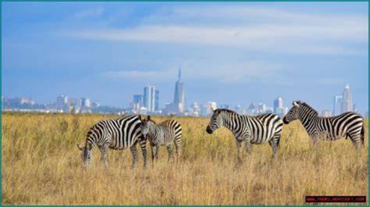 Discover The Heart Of Nairobi Through Its NGOs