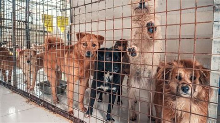 Do animal control kill dogs?
