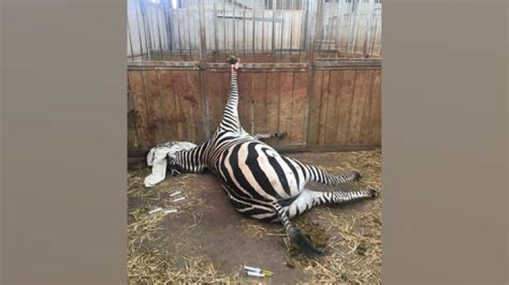 Do animals get treated badly in zoos?