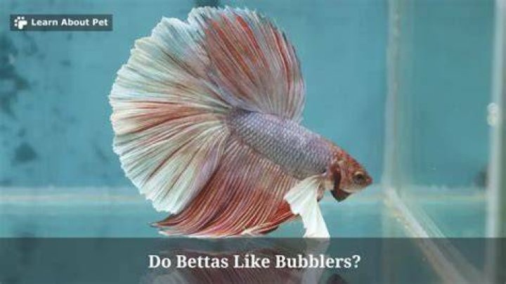 Do bettas like bubbles? - WeBlogy