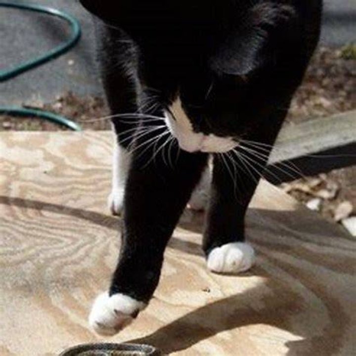 Do cats scare snakes away?
