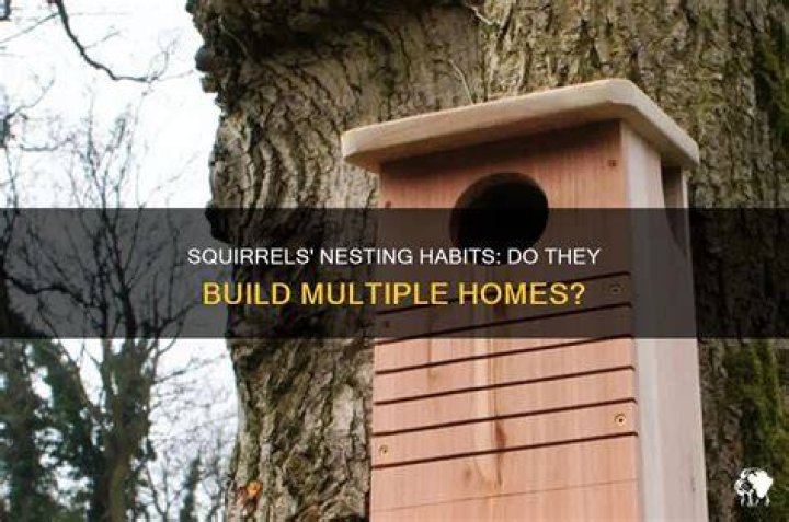 Do squirrels have multiple homes?