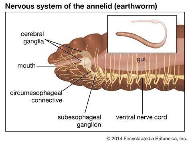 Does a worm have a brain?