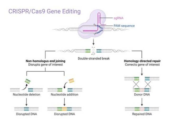 Does CRISPR-Cas9 introduce mutations?
