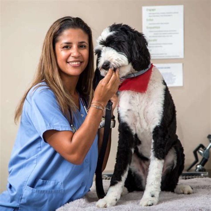 Does MSU have a pre Vet program?