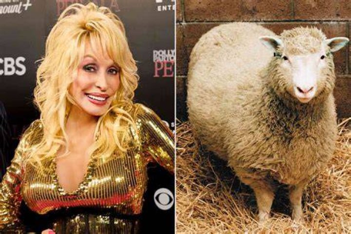 Dolly The Sheep And Beyond