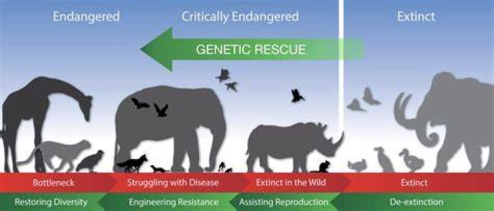 Effort Begins to Revive Endangered Przewalski Horse Population in