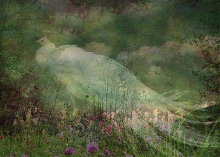 Enchanting Visitor Photograph by Shirley Sirois Fine Art America