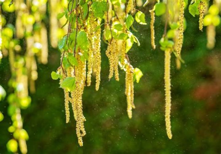 Even During Pollen Season, Being Outside in Nature Can Benefit People