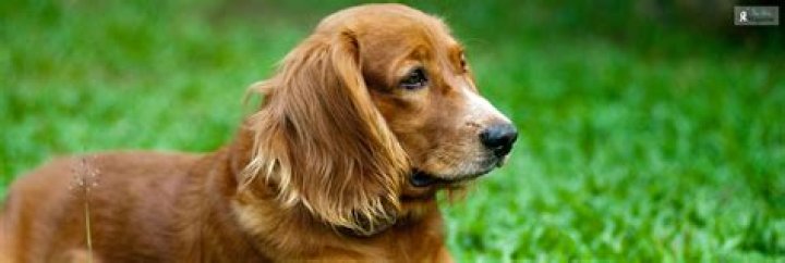 Golden Dox 101 what you need to know before getting one Animalso