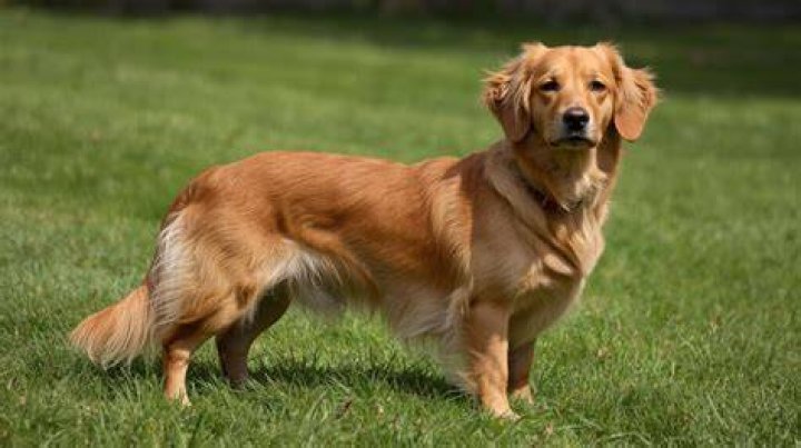 Golden Dox &hearts; (Golden Retriever and Dachshund Mix) Schnoodle dog