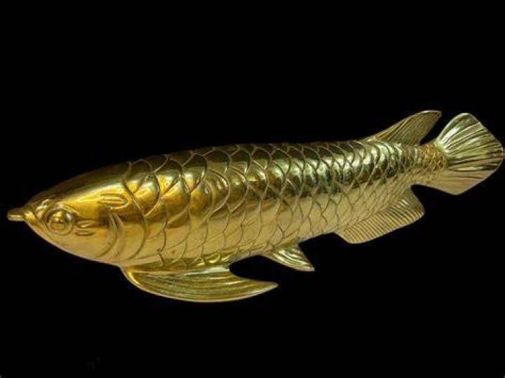 Golden Fish 5 Lucky Men Who Caught Expensive Fish at Sea, 3 Nigerians