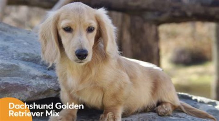 Golden Retriever Dachshund Mix ( Detailed Information )