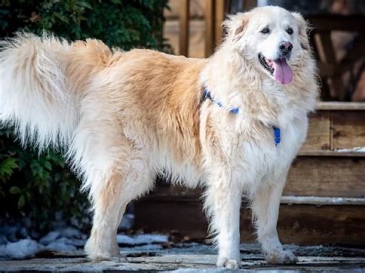 Golden Retriever Mixes 20 Great Crossbreeds You&rsquo;ll Love Golden