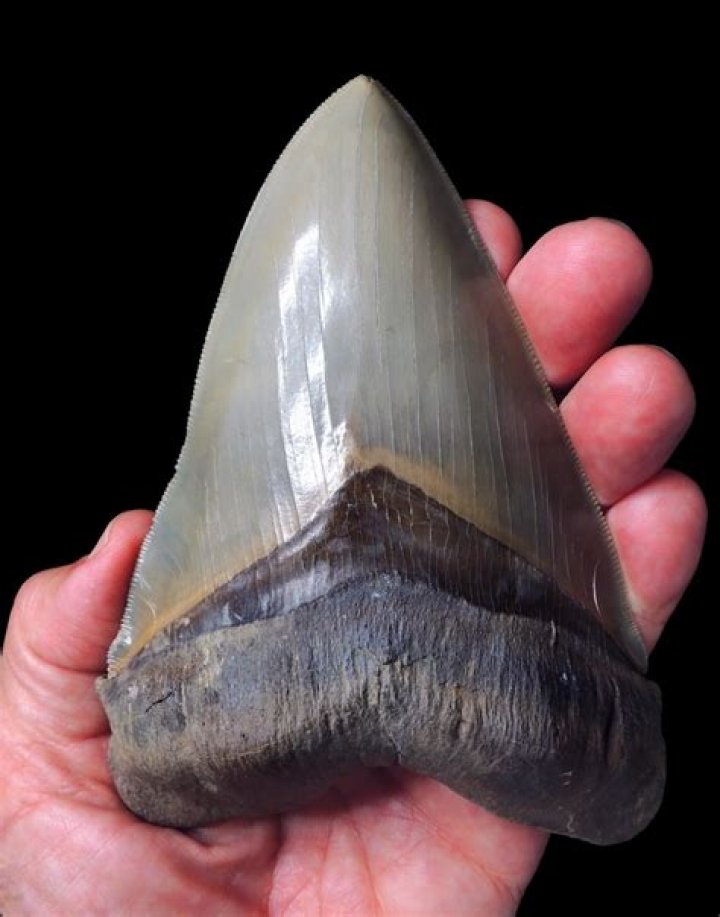 Has anyone ever found a megalodon tooth?