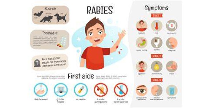 Has anyone survived rabies after symptoms?