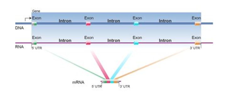 How are introns and intergenic regions different?