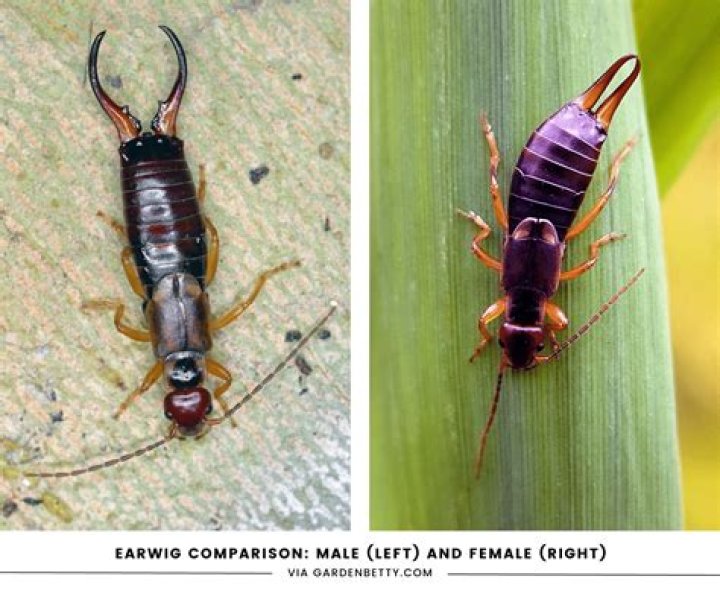 How can you tell a female earwig?