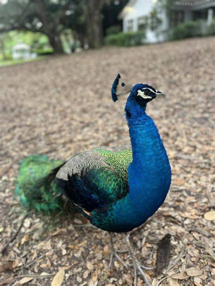 How did Justin Peacock die? |