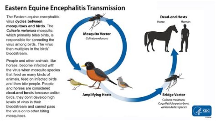 How does a horse get encephalitis?