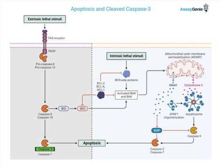 How does caspase-3 cause apoptosis?