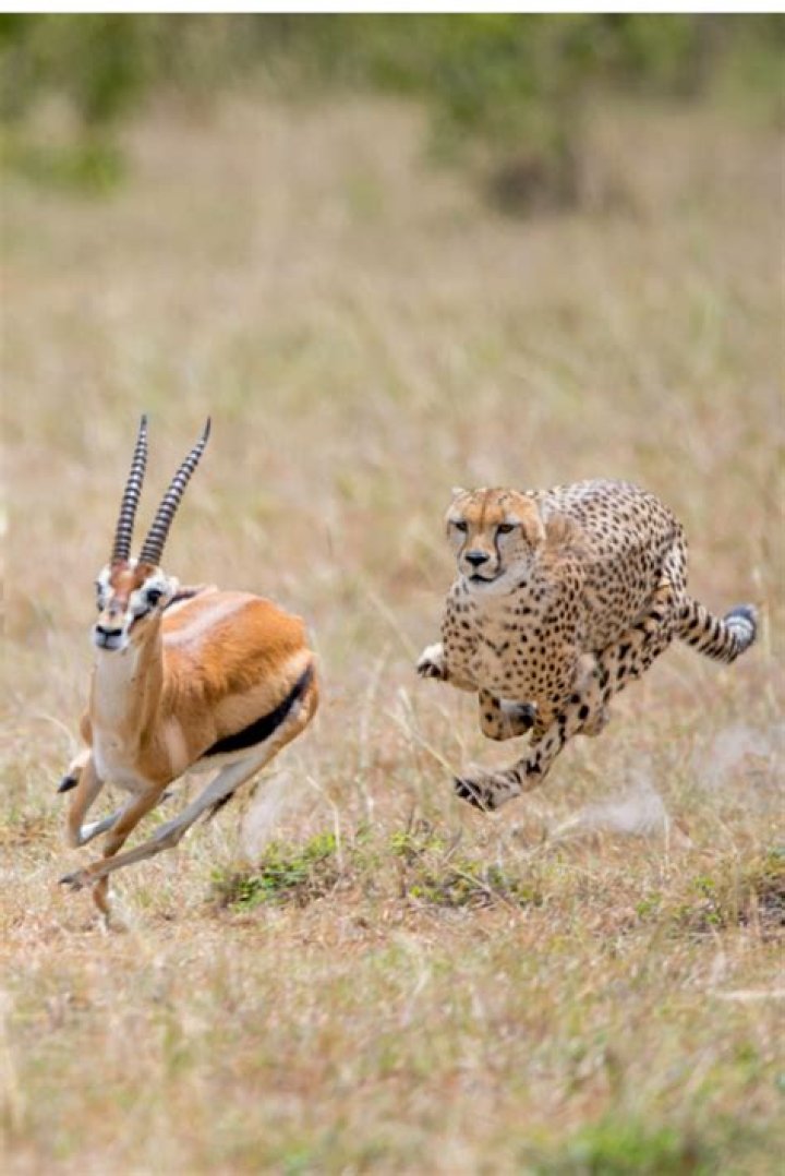 How fast is a CraigCat?