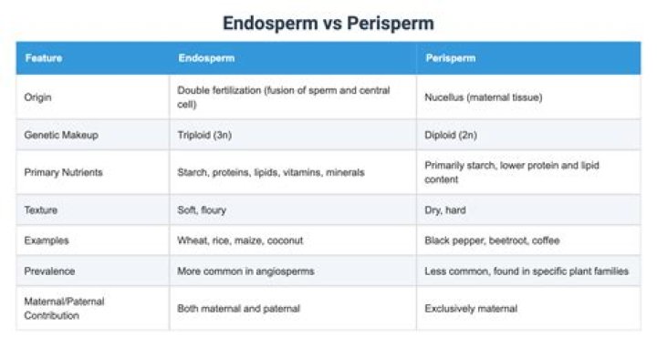 How is perisperm different from endosperm?