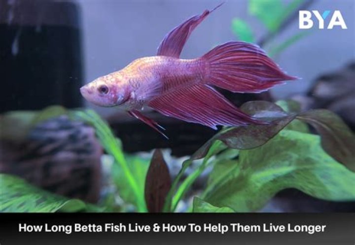 How long does a betta fish live in a bowl?