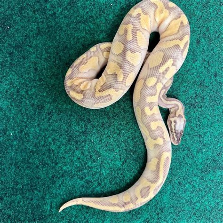 How much are enchi ball pythons?