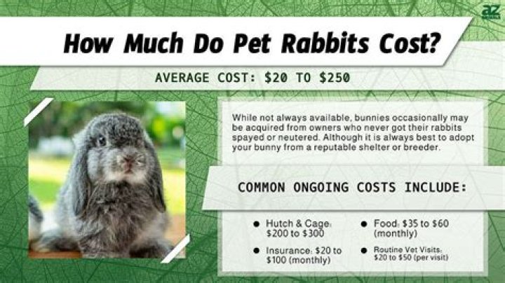 How much does a Palomino rabbit cost?