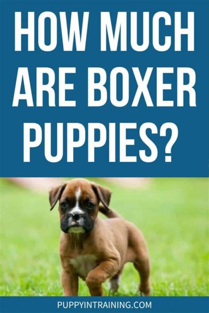 How much should a boxer puppy cost?