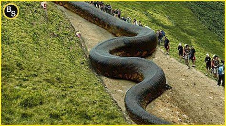 How to Find the Biggest Snake in the World and Why You Shouldnt |