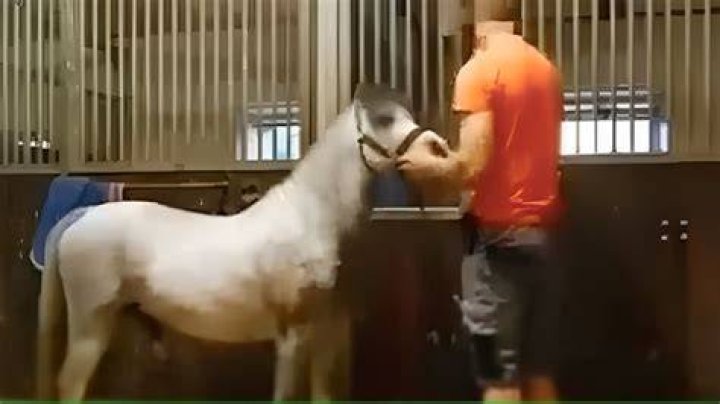 Insights Into The "Horse Video Orange Shirt Mr Hands Horse" Incident