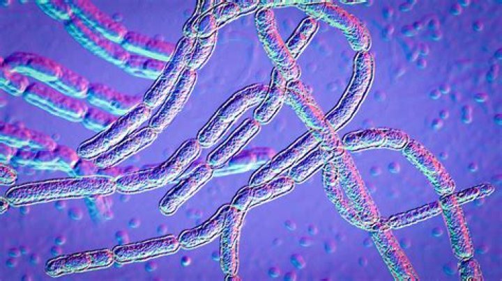 Is anthrax made from ricin?