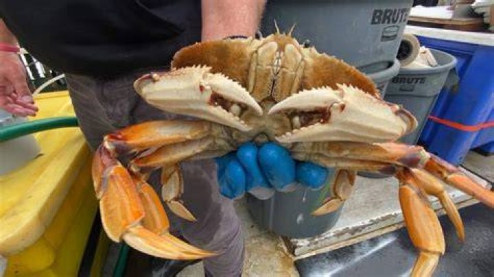 Is Dungeness crab in season in California?