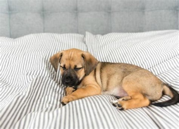 Is it okay to leave a puppy outside at night?